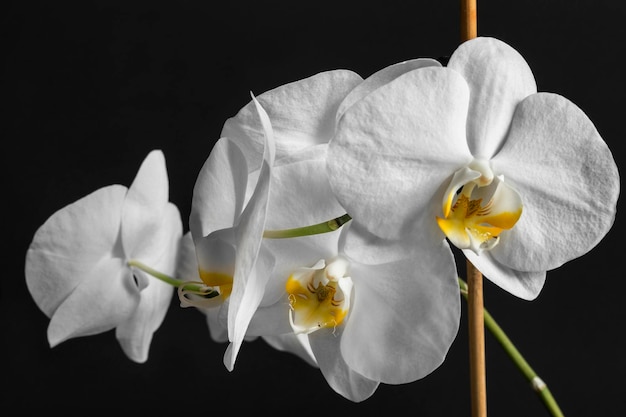 Flores de orquídea em fundo preto