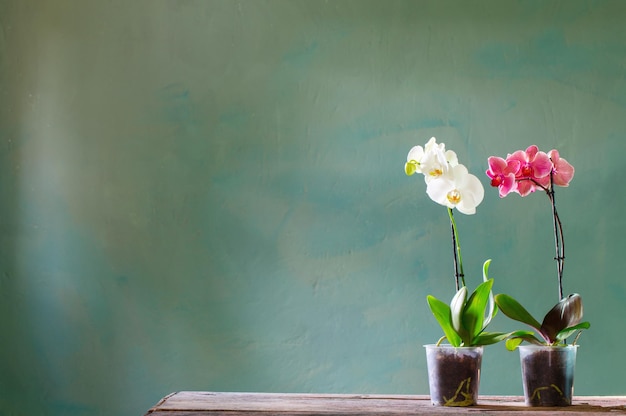 Flores de orquídea em pote na velha mesa de madeira