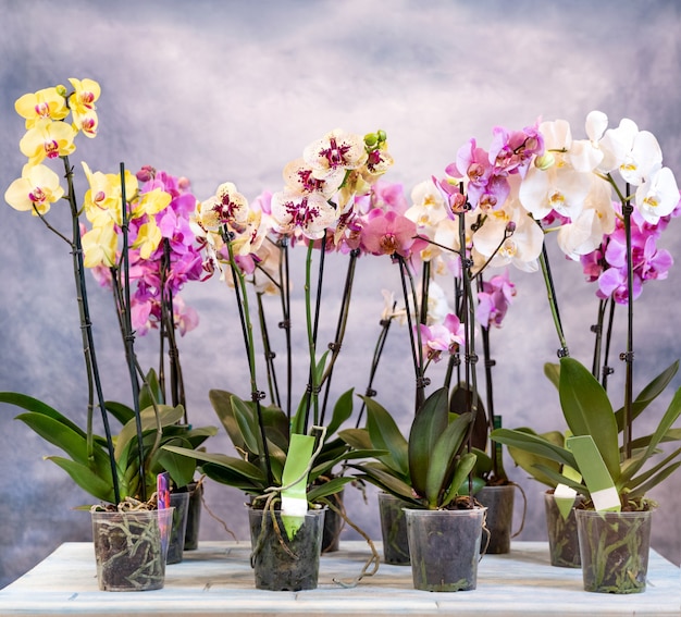 Flores de orquídea mariposa phalaenopsis em vasos