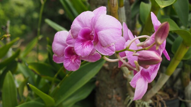flores de orquídea no jardim