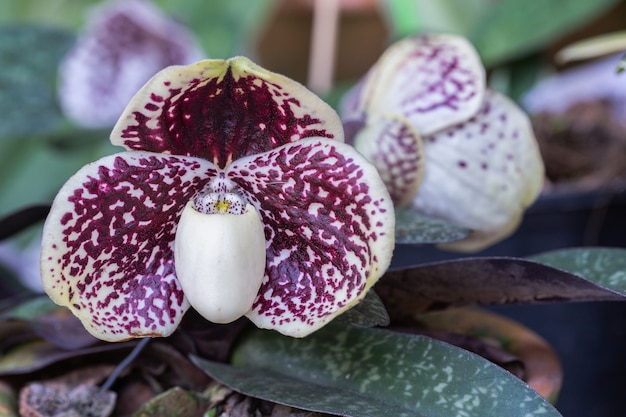 Flores de orquídea no jardim