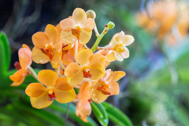 Flores de orquídea no jardim