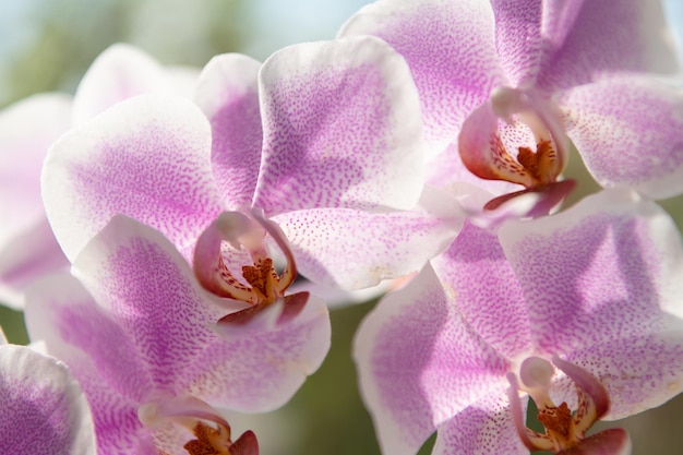 Flores de orquídea rosa de phalaenopsis orchidaceae orquídeas de traça macro phalaenopsis