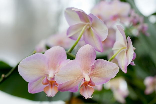 Flores de orquídea rosa em folhas de fundo