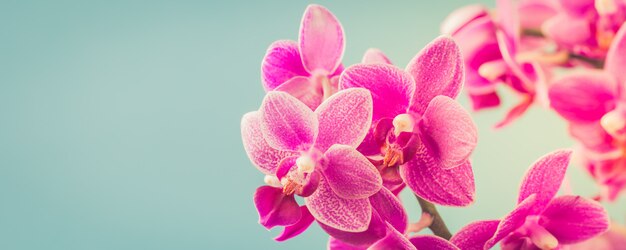 Flores de orquídea rosa phalaenopsis