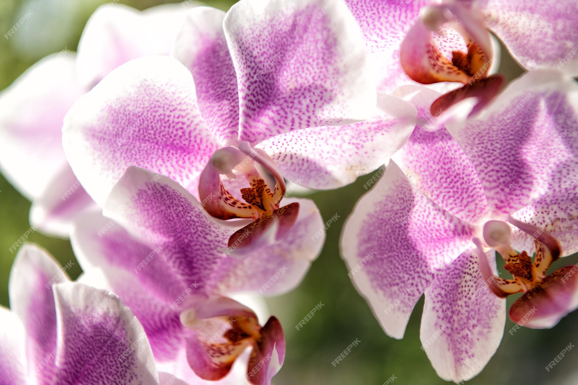 Flores de orquídea roxa de orquídeas de traça phalaenopsis orchidaceae  closeup, orquídea de traça. | Foto Premium