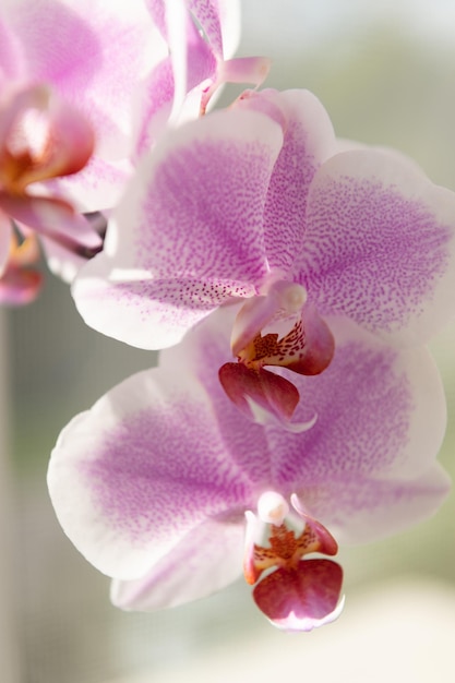 Flores de orquídea roxa de orquídeas phalaenopsis orchidaceae macro orquídea closeup