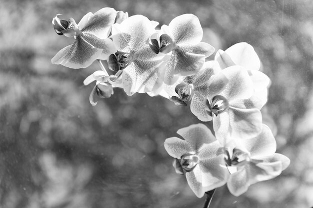 Flores de orquídea roxas de orquídeas phalaenopsis orchidaceae closeup orquídeas