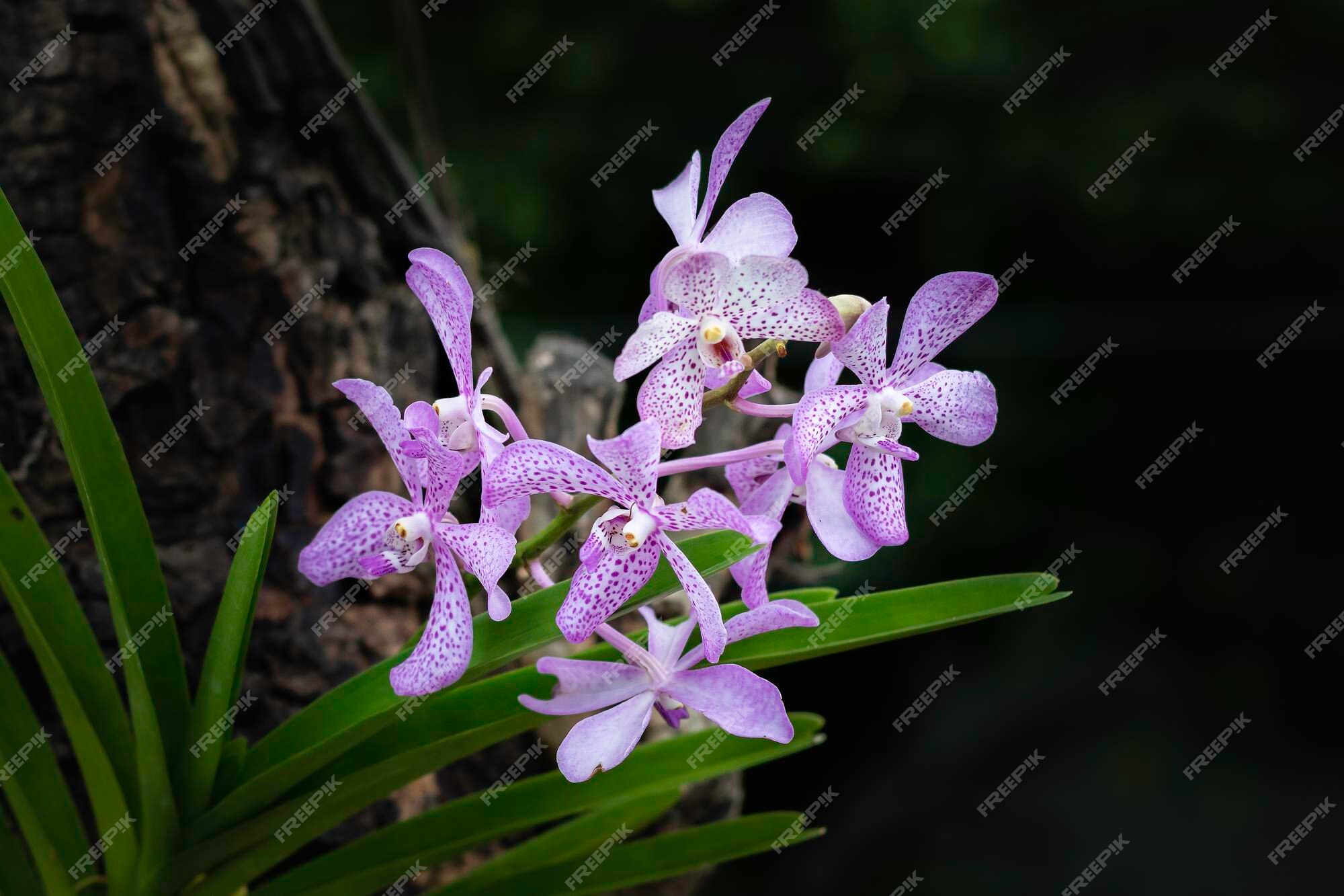 Flores de orquídea roxas na natureza anexadas a uma grande árvore | Foto  Premium