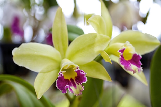 Flores de orquídea