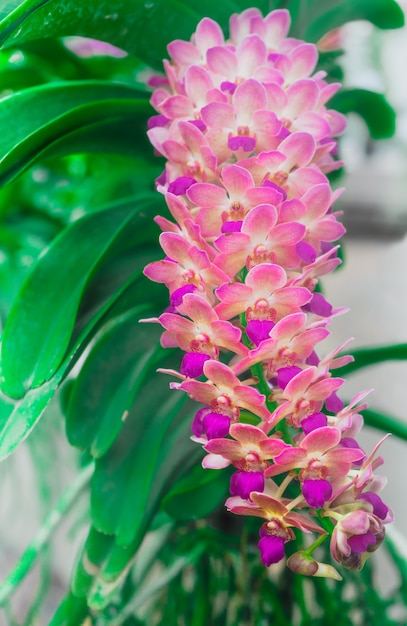 Flores de orquídea.