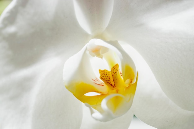 Foto flores de orquídeas brancas com gotas de orvalho