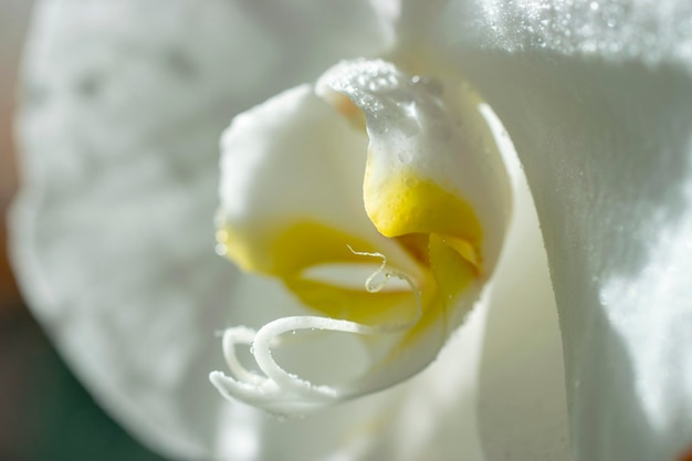 Flores de orquídeas brancas com gotas de orvalho