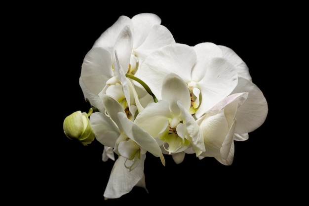 Flores de orquídeas brancas em um fundo preto