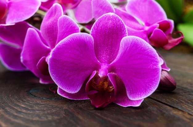 Flores de orquídeas cor-de-rosa macias em close em um fundo escuro de madeira