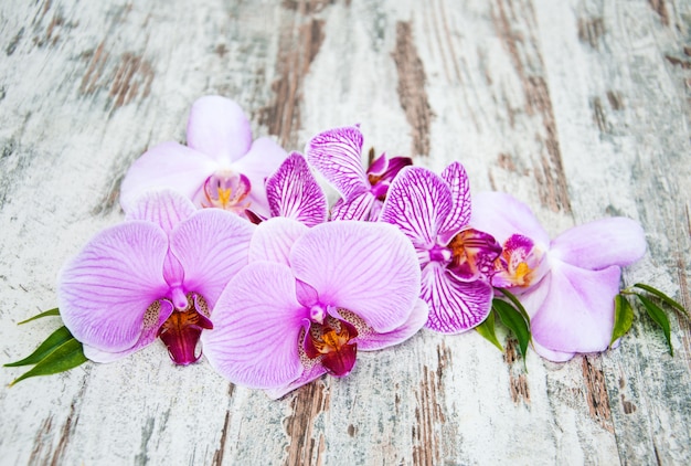 Flores de orquídeas cor de rosa