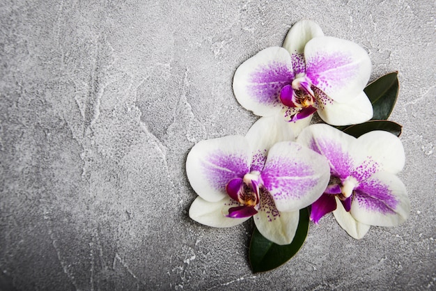 Flores de orquídeas cor de rosa