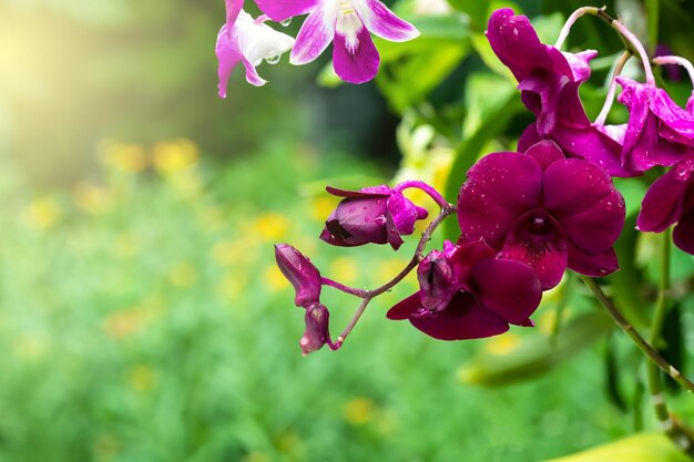 Flores de orquídeas frescas roxas no jardim