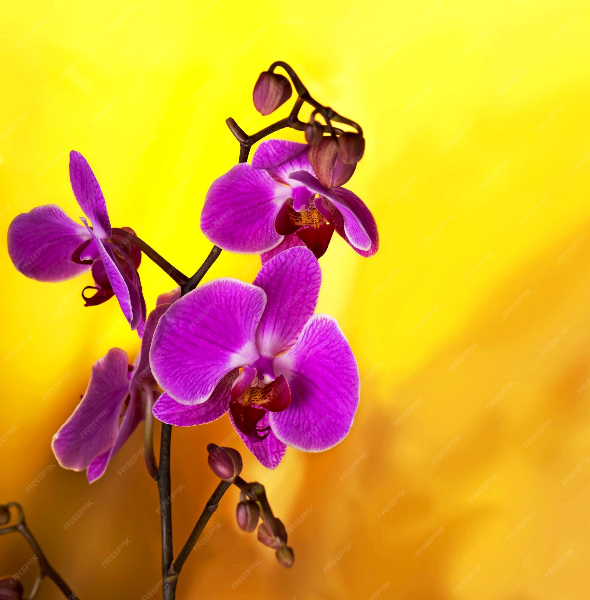 Flores de orquídeas roxas rosa em gradiente amarelo com fundo bokeh | Foto  Premium