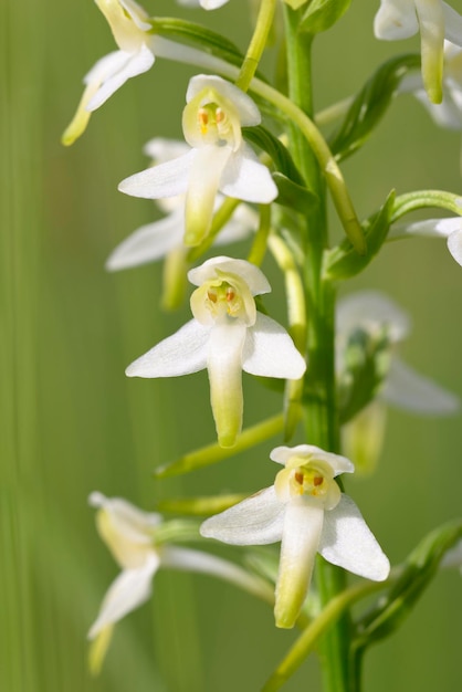 Flores de orquídeas selvagens florescendo em prado italiano