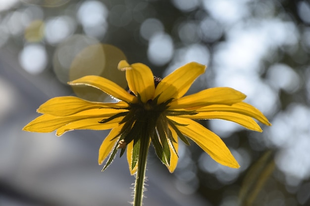 Flores de ouro rudbeckia em um dia ensolarado