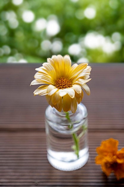 Flores de outono e folhas de laranja Flwoers de laranja em vasos de vidro Conceito abstrato de cena de outono