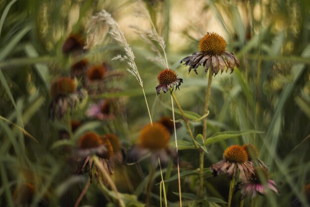 Flores de outono em um jardim