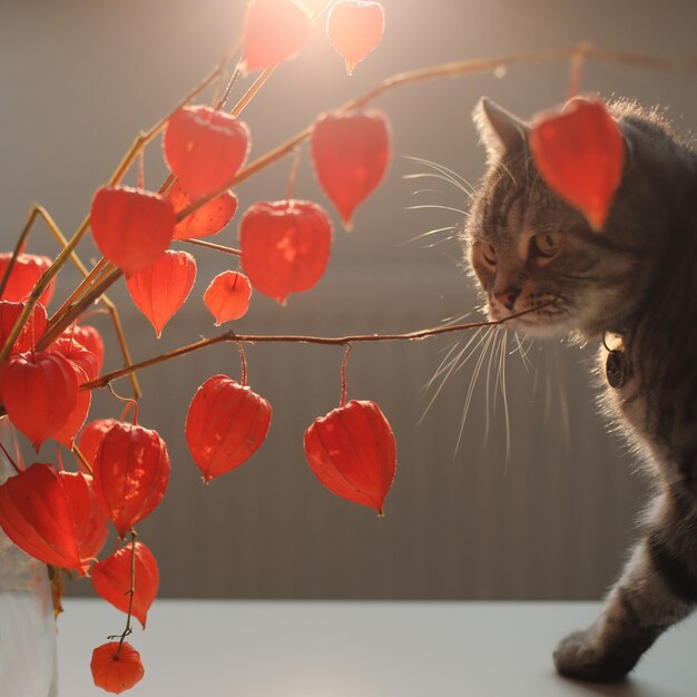 Flores de outono em um vaso e um gato engraçado em um interior aconchegante