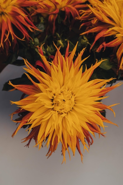 Flores de outono laranja brilhantes como pano de fundo