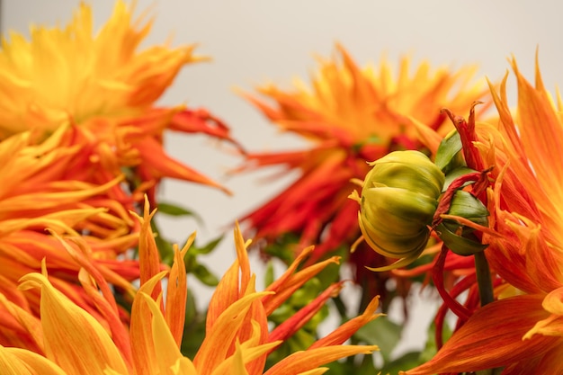 Flores de outono laranja brilhantes como pano de fundo