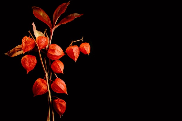 Foto flores de outono no escuro