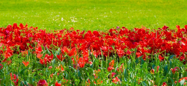 Flores de papel de parede de estética. Fundo de flor de tulipa vermelha.