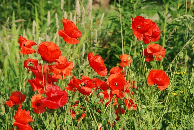 Flores de papoilas comuns