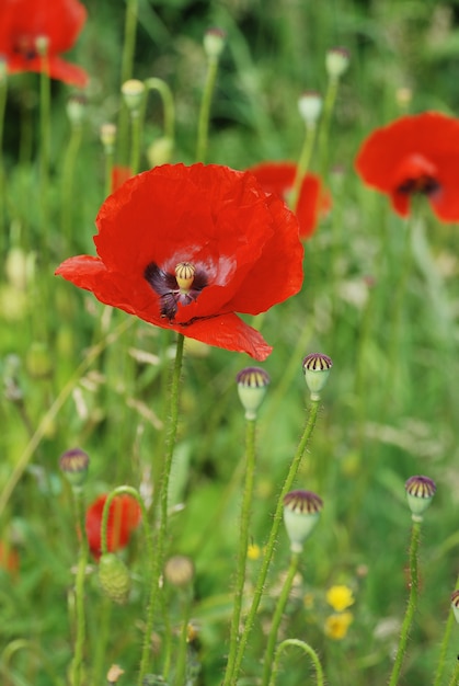 Flores de papoilas comuns