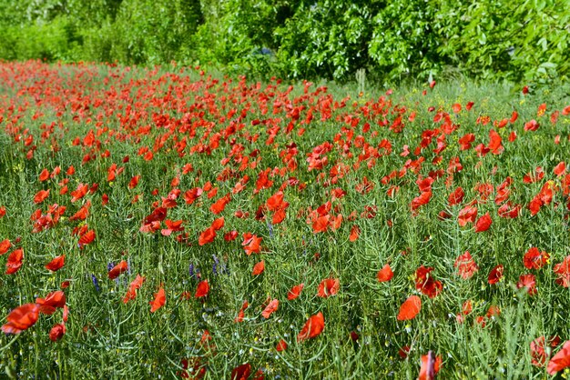 Flores de papoula ao ar livre