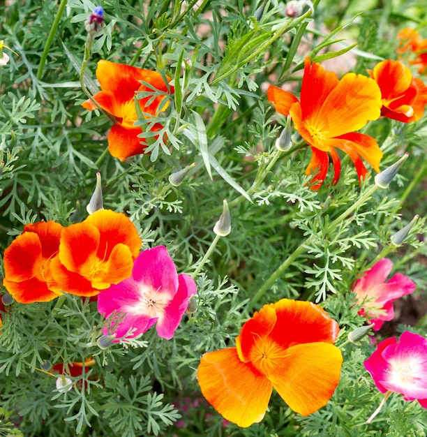 Flores de papoula da Califórnia Eschscholzia