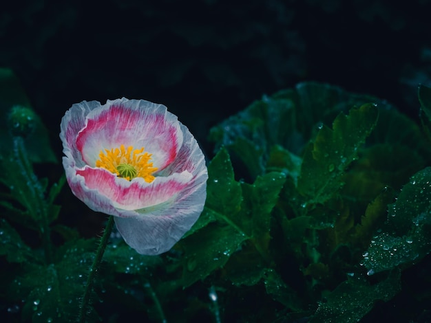 Foto flores de papoula no jardim, tempo de manhã e fundo de flores, tom vintage.