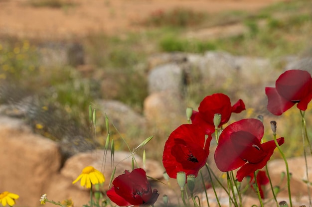 Flores de papoula no prado com pedras das ruínas dos edifícios antigos em Atenas, Grécia