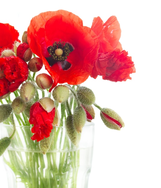 Flores de papoula vermelha com botões em um vaso isolado