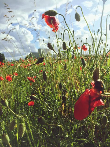 Foto flores de papoula vermelha no campo