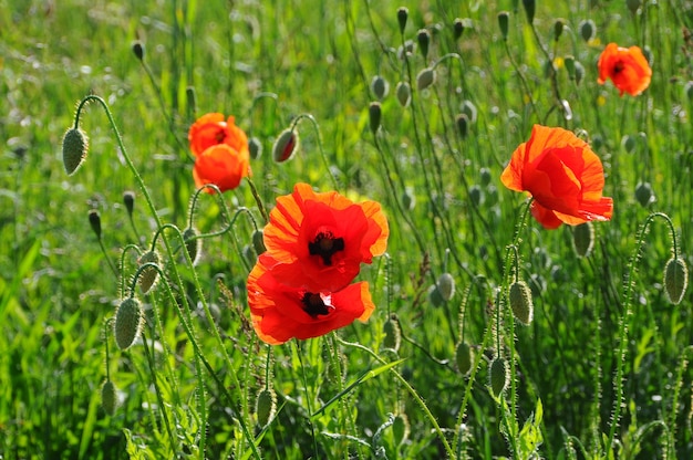 Flores de papoula vermelhas desabrochando na grama verde, papoula em um fundo