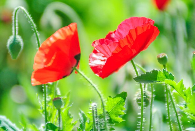 Flores de papoula vermelhas e cor-de-rosa em um campo papaver vermelhoflores de popoula vermelha e cor- de- rosa em um campo Papaver vermelho