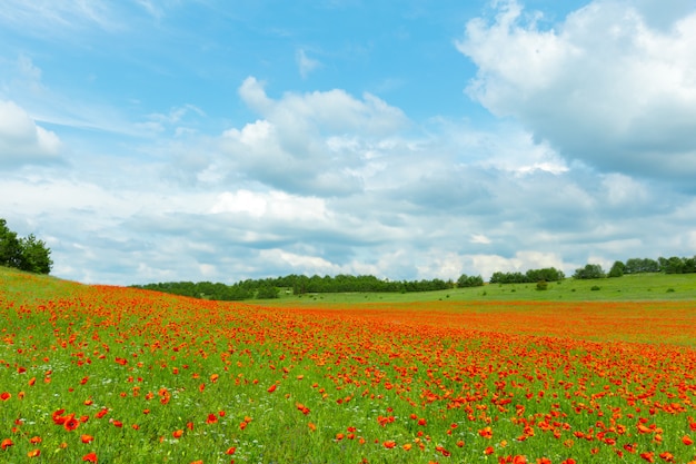 Flores de papoula vermelhas em um campo