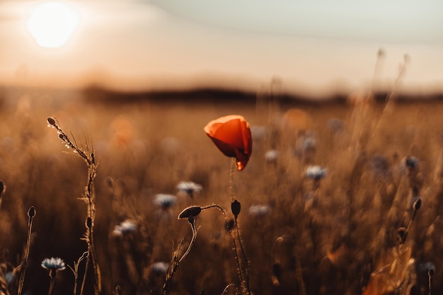 Flores de papoula vermelhas florescem em campo selvagem papoilas vermelhas de campo lindo com clareira de foco seletivo de re...