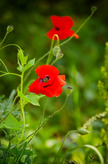 Flores de papoula vermelhas florescendo no campo de grama verde floral fundo de primavera natural podem ser usadas como imagem para o dia da lembrança e reconciliação