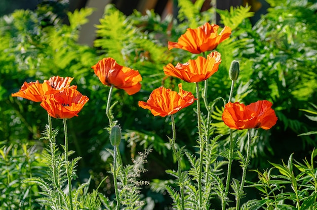 Flores de papoula vermelhas na horta. profundidade superficial de campo