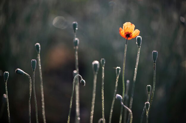 Flores de papoula vermelhas solitárias. Flores de papoula são atraentes e únicas. Em foco, flores de papoula. O vermelho dominante.