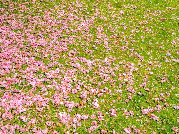 Flores de pedal rosa no campo de grama verde no parque ao ar livre para segundo plano