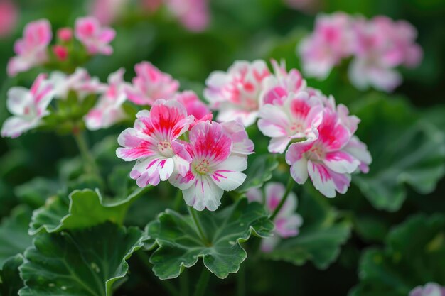 Flores de Pelargonium Graveolens brancas e rosas com folhas verdes em canteiro de flores de jardim para decoração