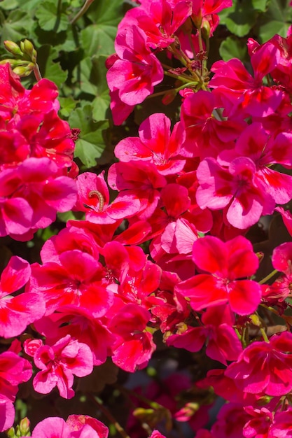 Foto flores de pelargonium rosa com lagartas em um vaso de flores no quintal